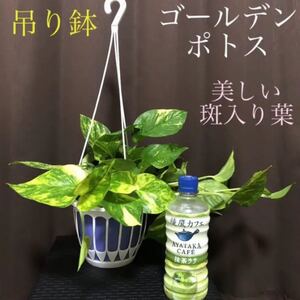 吊り鉢のままお届け ゴールデンポトス 美しい斑入り葉