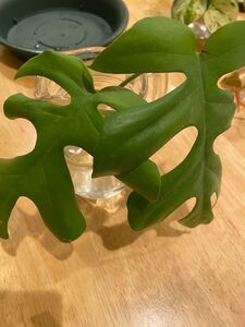 観葉植物 ヒメモンステラ 姫モンステラ カット苗 発根済み