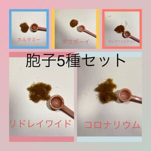 期間限定 セール 11種から選べる 5種セット 胞子 ビカクシダ コウモリラン