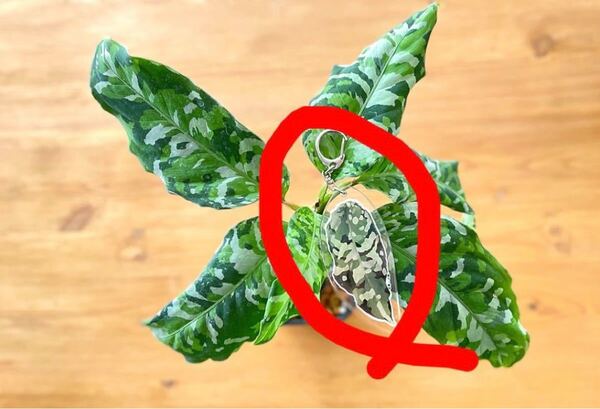 アグラオネマ アンダマン キーホルダー モンステラ Aglaonema アグラオネマ 葉っぱ隊 限定