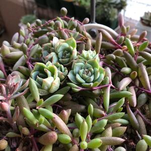 多肉植物 ピンククリスタルローズ双頭4cmネコポス