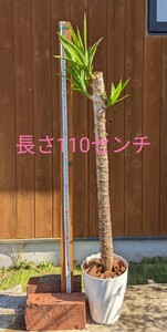 観葉植物 ユッカ エレファンティペス 風水(金運) 青年の木 鹿児島県霧島産 耐寒性 1.1メートル 芽・根出し済み