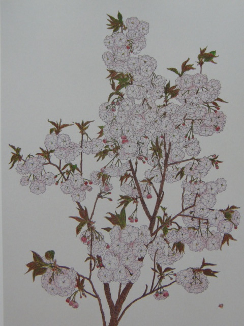 Haramichiyo, [Double cherry blossoms], From a rare art book, In good condition, Brand new with high-quality frame, free shipping, Japanese painting cherry blossom, coco, Painting, Oil painting, Nature, Landscape painting