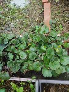 ユキノシタ苗