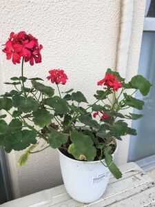 ゼラニュウムの苗