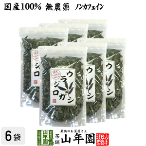 健康茶 国産100% ウラジロガシ茶 100g×6袋セット 宮崎県産 ノンカフェイン 無農薬 送料無料