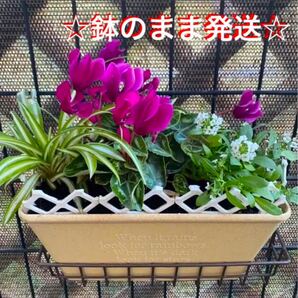 ☆そのまま飾れて☆咲き続ける☆可愛い寄せ植え☆クリスマス☆お正月に☆