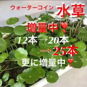 20☆メダカの隠れ家増えるウォーターコイン〜☆ウォーターマッシュルーム☆