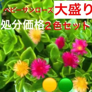 ☆中身150g☆2色半々セット☆カット苗☆ベビーサンローズ☆大盛り大処分☆