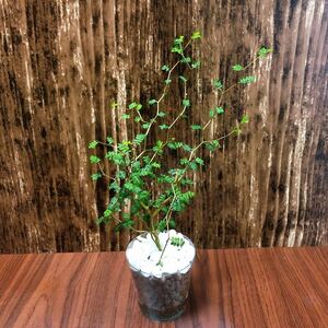 ソフォラ リトルベイビー 観葉植物 ハイドロカルチャー