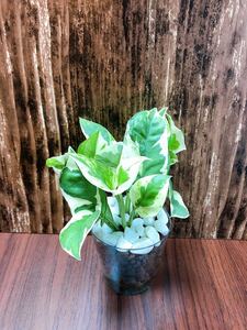 ポトス エンジョイ 観葉植物 ハイドロカルチャー