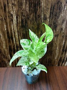 ポトス マーブル 観葉植物 ハイドロカルチャー
