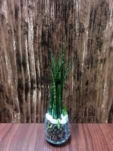 サンスベリア ミカド 観葉植物 ハイドロカルチャー