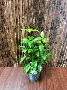 ペペロミア 観葉植物 ハイドロカルチャー