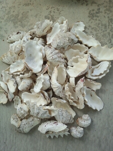 海 自然 南国沖縄シャコ貝 二枚貝 貝殻 シェル、夏休みに工作の材料、化石