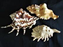 ■アクキガイ■フジツガイ　11個セット 巻貝 標本　貝殻　コレクション品 ハンドメイド材料　クモガイ_画像4