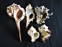 ■アクキガイ■フジツガイ　11個セット 巻貝 標本　貝殻　コレクション品 ハンドメイド材料　クモガイ_画像7
