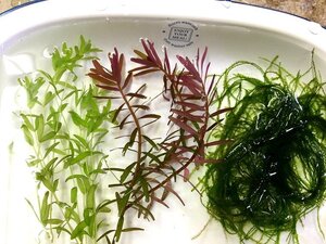 ヤフオク 水草水槽セットの中古品 新品 未使用品一覧 ヤフオク 水草水槽セットの中古品 新品 未使用品一覧