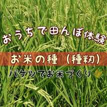 【お家で田んぼ体験】お米の種（種籾）自然農　コシヒカリ　はざかけ米　自家採種_画像1