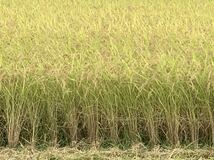 完全 無農薬 有機栽培 無除草剤 3キロ『一等米』令和3年 新米 コシヒカリ玄米 発芽玄米になります 農家直送　精米無料 送料無料_画像6