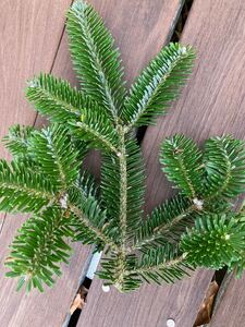 クリスマスリースやスワッグの材料にもみの木の枝