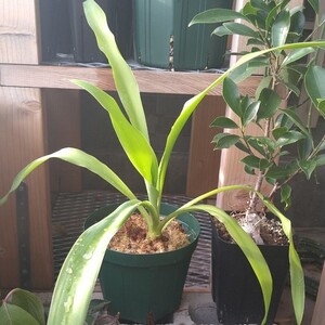 ユッカ ラカンドニカ:Yucca lacandonica 着生激レアユッカ