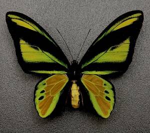 ■外国産蝶標本 キマエラトリバネアゲハ A♂　オーエンスタンレー山脈 ・パプアニューギニア 産 　野外採集品　(WKJ1)