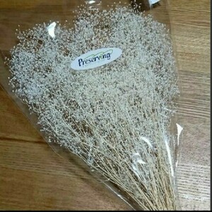 かすみ草 カスミ草 ホワイト白 プリザーブドドライフラワーハンドメイドはなかんむり髪飾りハーバリウムブーケ 大地農園