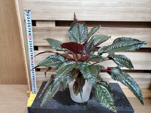 観葉植物『モノレナ・プリムリフローラ』4寸
