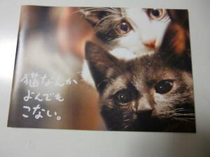 映画パンフレット　　猫なんかよんでもこない。風間俊介　つるの剛士　松岡茉優　美品
