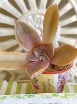 多肉植物*オシャレな初恋 パープルキング ★カット苗★可愛い寄せ植えに♪送料７３円_画像1