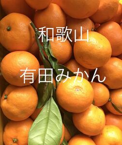 2 和歌山県産　有田みかん 産地直送 5kg 甘い　オレンジ　売り切り