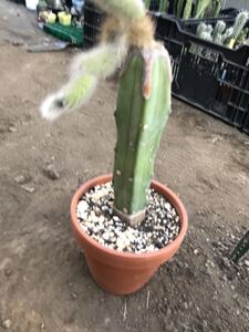 ヤフオク ヒルデウィンテラ 観葉植物 の中古品 新品 未使用品一覧 ヤフオク ヒルデウィンテラ 観葉植物 の中古品 新品 未使用品一覧