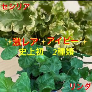 ◆激レア◆アイビー セシリア&リンダ 安心の抜き苗 フリマサイト史上初