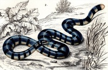 1849年 Orbigny 万有博物事典 鋼版画 手彩色 爬虫類 pl.11 ヤスリミズヘビ科 ジャワヤスリヘビ コブラ科 アオマダラウミヘビ 博物画_画像3