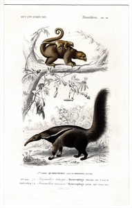 1849 year Orbigny ten thousand have . thing lexicon steel woodcut hand coloring mammalian pl.16hime anteater .hime anteater oo anteater . oo anteater . thing .