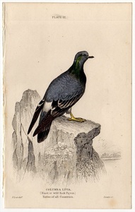 1853年 Jardine 手彩色 鋼版画 鳥類学 ハト科 Pl.12 カワラバト属 カワラバト COLUMBA LIVIA 博物画 エドワード・リア