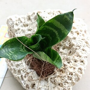 観葉植物、サンスベリア、インテリア、置物、植木鉢、盆栽鉢用にもなるかと、一点物、サンゴ化石