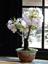 盆栽 観葉植物 人気 母の日鉢花限定 さくら盆栽 パッと咲く咲く 桜盆栽で 自宅でお花見を_画像3