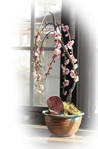  bonsai decorative plant popular ... plum plum bonsai fragrance . pink. plum. . flower . is possible to enjoy . flower from ... fragrance . does 