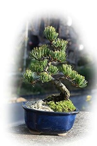  bonsai popular Shikoku . leaf pine bonsai pine. bonsai 