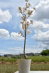 4月に自宅でお花見開花 御殿場桜 サクラ鉢 桜鉢植え