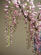 盆栽 人気 紅藤盆栽 綺麗な淡い ピンクのしだれ藤 父の日ギフト_画像4