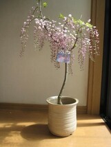 盆栽 人気 紅藤盆栽 綺麗な淡い ピンクのしだれ藤 父の日ギフト_画像1