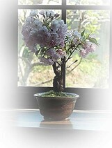 盆栽 観葉植物 人気 母の日鉢花限定 さくら盆栽 パッと咲く咲く 桜盆栽で 自宅でお花見を_画像1