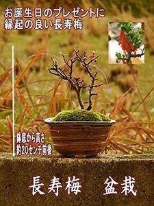 盆栽 観葉植物 人気 誕生日プレゼントのお祝いに 長寿梅盆栽 信楽鉢入り