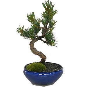 盆栽 観葉植物 人気 盆栽 松 五葉松 万古焼 樹高約16cm 初心者 おすすめ退職 昇進祝い 人気 プレゼント おしゃれ はじめて ギフト