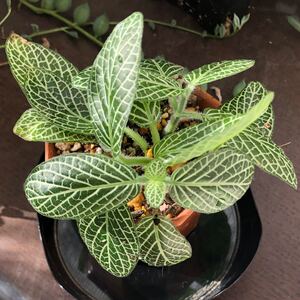 観葉植物^o^ フィットニア バリエーション