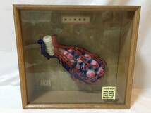 ☆M291☆京都科学 肺小葉模型 一部破損あり 医学 医療 看護 介護 臓器 内臓 肺 呼吸器 呼吸器科 呼吸器内科_画像1