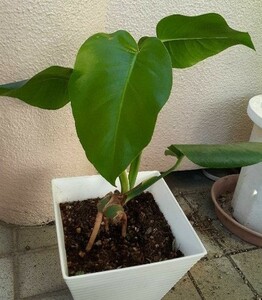 観葉植物モンステラ